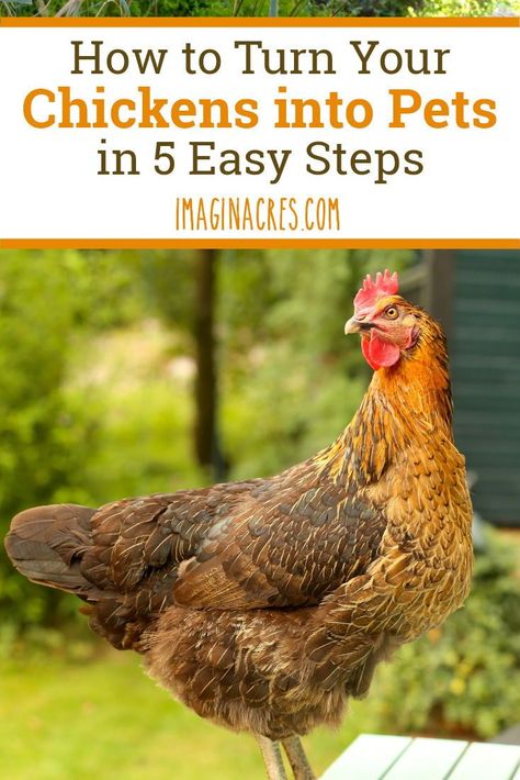 How to Turn Your Chickens into Pets in 5 Easy Steps: If you bought chickens for the fresh eggs and quickly found yourself pampering them more than your dog, this post is for you. Cinnamon Queen, Cheap Chicken Coops, Raising Turkeys, Urban Chicken Farming, Easy Chicken Coop, Fancy Chickens, Urban Chickens, Chicken Garden, Keeping Chickens