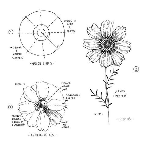 Alice (@alicelovesdrawing) • Instagram photos and videos Hur Man Ritar Blommor, Ako Kresliť, Botanical Line Drawing, Spring Song, Flower Drawing Tutorials, Cosmos Flowers, Flower Art Drawing, Flower Sketches, Floral Drawing