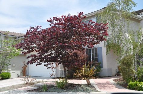 Redbud – Forest Pansy | CLARK BROTHERS NURSERY Mcminnville Tennessee, Forest Pansy, Cercis Canadensis, Judas Tree, Eastern Redbud, Garden Fences, Redbud Tree, Specimen Trees, Forest Nursery