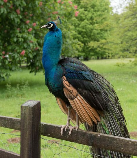 Peacock Farming, Peacock Raising, Raising Peafowl, Raising Peacocks, Peacock Coop, Peacock Farm, Peacock Pen, Chicken Yard, Dream Homestead