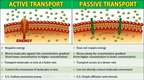 Active Transport Biology, Passive Transport, Active Transport, Biology Notes, Biology