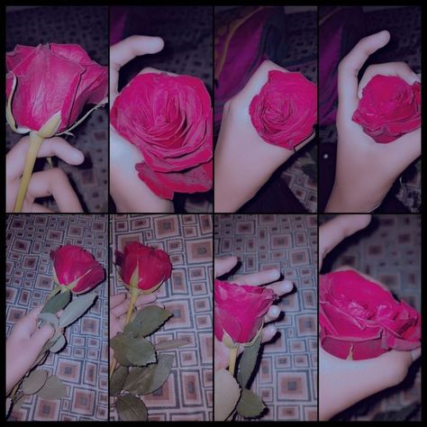 Rose In Hand Snapchat, Rose Day Snap, Rose Day Couple, Rose Dpz, A Love A Alphabet Wallpaper Letters, Rose Dp, Rose Day Pic, Rose Snap, Best Dp