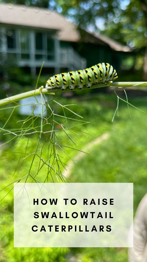 Raising butterflies is a fun summer activity to do with kids! Swallowtail butterflies are a fun species to raise inside from caterpillars to butterflies. Find them on their native host plants and watch as they grow and change! Caterpillar Habitat, Raise Butterflies, Raising Monarch Butterflies, Raising Butterflies, Swallowtail Butterflies, Black Swallowtail, Butterfly Garden Design, Monarch Caterpillar, Butterfly Houses