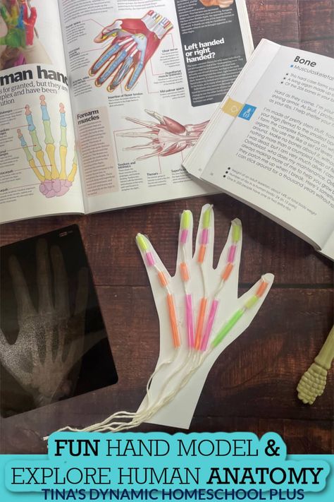 Craft a Fun Hand Straw Model to Explore Human Anatomy Muscles & Tendons. I have a fun hand straw model craft to explore human anatomy muscles, bones, and tendons. Also, I have this Human Body Crafts page for more hands-on ideas. And this Beautiful Human Body Lapbook and Fun Unit Study. Because it is so important in the basic sciences kids learn from preschool to high school, hands-on human anatomy is a no brainer.Let’s explore human anatomy muscles, ligaments, tendons, and bones. Musculoskeletal System Projects, Human Anatomy Muscles, Human Body Lapbook, Human Body Homeschool, Human Skull Anatomy, Human Body Crafts, Human Body Muscles, Free Homeschool Planner, Human Body Unit Study