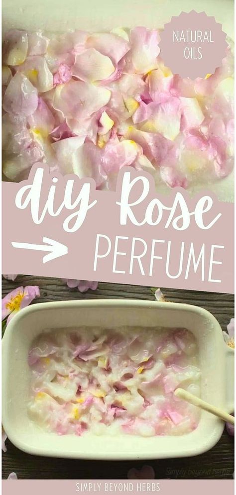 Add to your Natural Oils with DIY rose perfume. Discover how to use the enfleurage method to create your own rose perfume at home. This traditional technique allows you to capture the fresh fragrance of wild roses using coconut oil. Find more healing flowers, DIY beauty, and homemade beauty products at simplybeyondherbs.com. Homemade Rose Perfume, Homemade Perfume With Flowers, Homemade Rose Oil, How To Make Rose Oil, How To Save Flowers, What To Do With Rose Petals, Rose Petal Recipes, Rose Oil For Skin, Homemade Creams