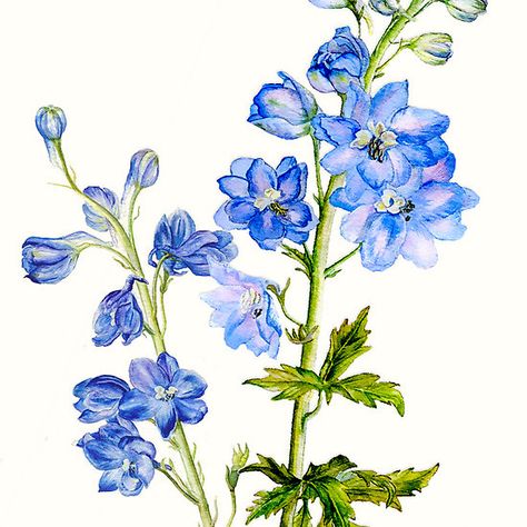 Delphinium blue watercolor art Delphinium Tattoo, Blue Watercolor Art, Postcard Watercolor, Delphinium Blue, Promo Flyer, Delphinium Flowers, Blue Delphinium, Watercolor Postcard, Flower Spike