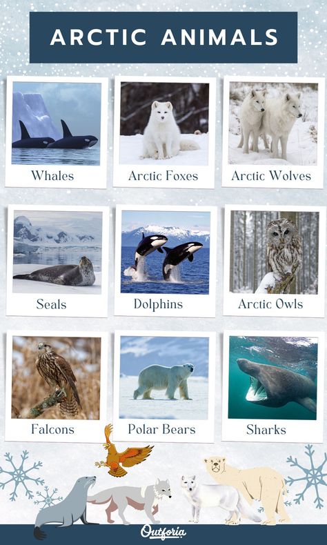 Arctic Habitat Project For Kids, Arctic Project, Arctic Fox Facts, Arctic Birds, Ice Animals, Habitat Diorama, Polar Bear Hunting, Arctic Owl, Arctic Habitat