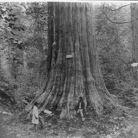 The Current State of American Chestnut Tree Conservation - FineGardening Chestnut Tree, American Chestnut, Planting Tips, Chestnut Trees, Fine Gardening, Bountiful Harvest, Forest Service, Native American Tribes, University Of Tennessee