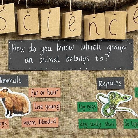 @life_of_miss_bee_ks1 on Instagram: "🐍 Science working wall 🦎  In science we have been learning about different animals. The children are great at identifying which animal belongs to each group.   #ks1science  #ks1provision #ks1teacher #ks1classroom #ks1workingwall #scienceworkingwall" Ks1 Classroom, Dry Scaly Skin, Working Wall, Different Animals, Scaly Skin, Year 3, February 1, Bee, Science