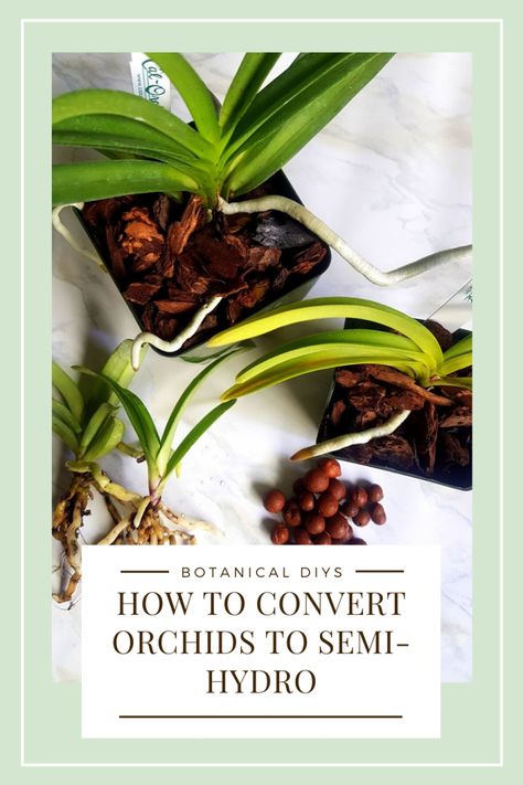 How To Convert Orchids To Semi-Hydro Hydro Plant, Baby Orchid, Above The Rim, Repotting Orchids, Hydroponic Plants, Plant Labels, Orchid Plants, Decorative Pots, Hydroponics