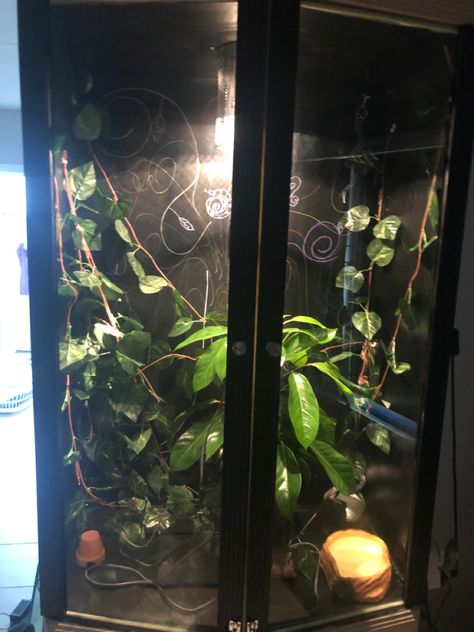 DIY with a display cabinet Snake Enclosure, Display Cabinet, Reptiles