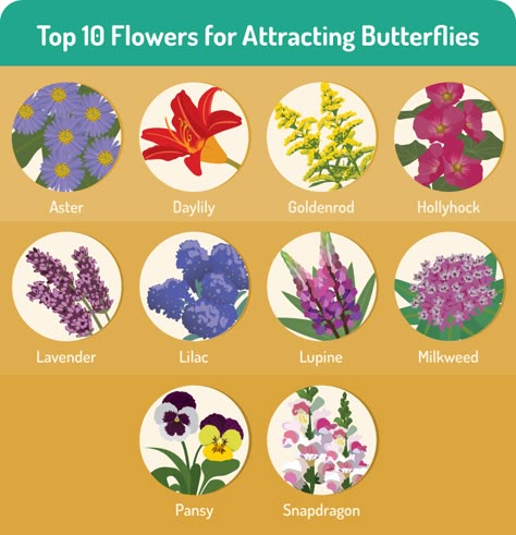 Gardening for Butterflies: Top Ten Plants for Attracting Butterflies Butterfly Nectar, Flowers That Attract Butterflies, Attracting Butterflies, Butterfly Garden Plants, Plants That Attract Butterflies, Funny Vine, Butterfly Garden Design, 10 Flowers, Butterfly Plants