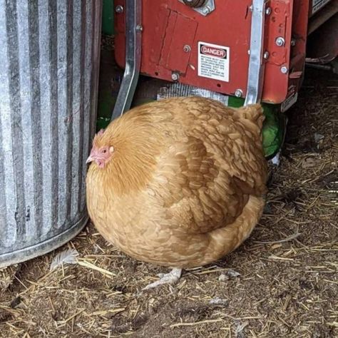 Buff Orpington Chickens, Buff Orpington, Rooster, Birds, Chicken, Animals