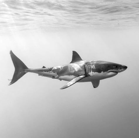 The great white shark! More Shark Art, Shark Tattoos, The Great White, Arte Inspo, Shark Week, White Sharks, Great White Shark, Great White, Ocean Creatures