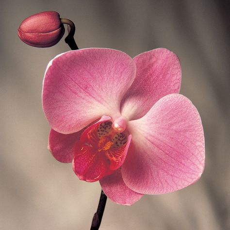 Pink Phalaenopsis Orchid, Orchid Close Up, Orchid Reference Photo, Orchid Reference, Orchid Flower Photography, Orchid Aesthetic, Hot Pink Orchid, Orchid Painting, Orchid Art