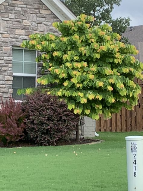 Rising Sun Redbud Tree Flame Thrower Redbud Tree, Rising Sun Redbud Tree, Tree With Yellow Flowers, Screening Trees, Rising Sun Redbud, Spring Flowering Trees, Cercis Canadensis, Chicago Bungalow, Trees For Front Yard