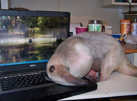 funny anteater xD Animal Projects, Weird Creatures, Zoology, Happy Animals, Cuteness Overload, Beautiful Creatures, Animal Pictures, Fur Babies, Baby Animals