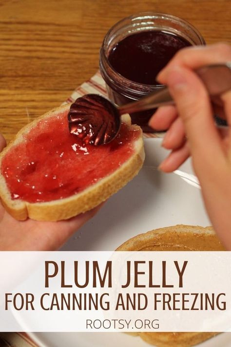 Plum jelly is easy to make and is a good introduction to learning to can jellies. With just a few ingredients you can stock your pantry with fresh plum jelly. This step by step guide has instructions for canning and for freezing the plum jelly. Plum Jelly Recipe, How To Freeze Plums, Plum Jelly Recipe Easy, Fresh Plum Recipes, Plum Jelly Recipes For Canning, Sand Plum Jelly Recipe, Freezing Plums, Preserving Fresh Plums, Wild Plum Jelly Recipe