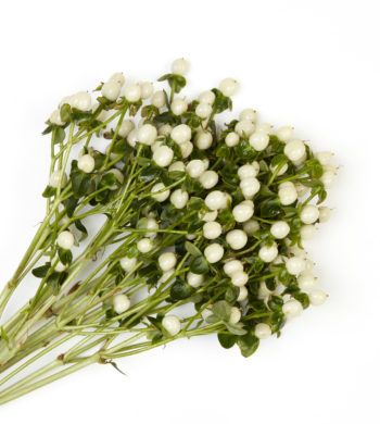 White Hypericum, January Wedding Flowers, Calyx Flowers, French Marigold, Berry Wedding, Filler Flowers, Hypericum Berries, Flower Fragrance, January Wedding