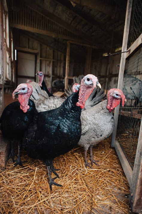 Turkey Farming, Farming Land, Pet Turkey, Raising Turkeys, Turkey Farm, Farming Life, Farm Lifestyle, Farm Ideas, Pig Farming