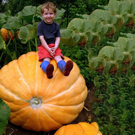 Rainbow Tomatoes, Giant Vegetable, Planting Pumpkins, Chinese Fans, Giant Pumpkin, Magia Das Ervas, Happy Farm, Rose Seeds, Fruit Seeds