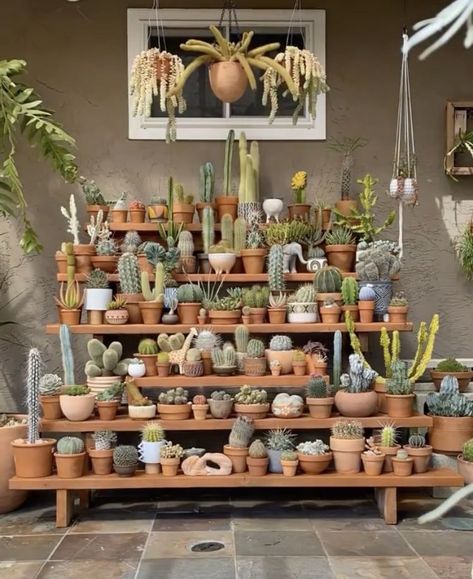 Cactus Display, Cactus Garden Design, Mini Cactus Garden, Succulent Planter Diy, Succulent Landscape Design, Plant Goals, Succulent Garden Design, Inside Plants, Plant Shop