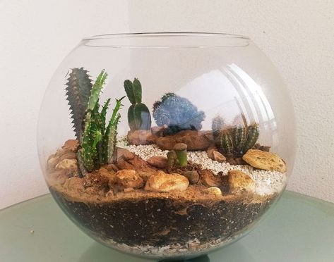 Dessert Terrarium, Desert Terrarium, Jungle Plants, Cactus Terrarium, Terrarium Bowls, Terrarium Ideas, Mid Century Boho, Plant Therapy, Air Purifying Plants