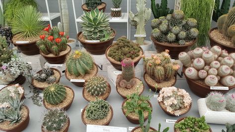 Cacti display by RHS Kaktus Dan Sukulen, Easy House Plants, Succulent Landscaping, Tiny Plants, Succulent Gardening, Miniature Plants, Succulents Indoor, Cactus Y Suculentas, Cactus Garden