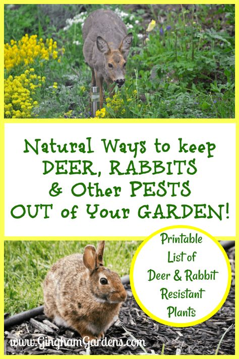 Keep Animals Out Of Garden Vegetables, How To Keep Deer Out Of Garden, Keep Animals Out Of Garden, Keep Deer Out Of Garden, Deer Repellent, Part Shade Plants, Rabbit Resistant Plants, Slugs In Garden, Vegtable Garden