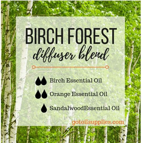 Birch Essential Oil, Oils For Energy, Eo Blends, Peppermint Plants, Essential Oils For Kids, Birch Forest, Essential Oil Diffuser Recipes, Oil Diffuser Recipes, Cedarwood Oil