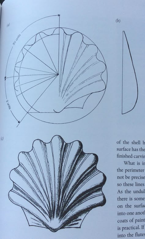 Seashell Art Nouveau Seashell, Structure Sketch, Ornamental Drawing, Violin Design, Ornament Drawing, Triangle Art, Relief Carving, Geometric Pattern Art, Geometric Drawing