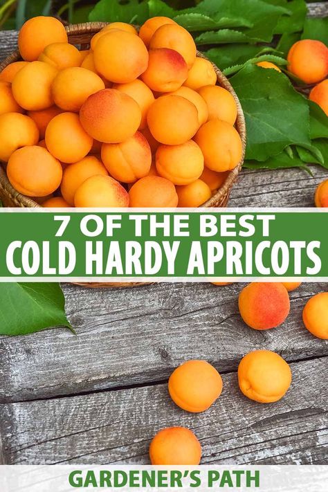 Ready to grow sweet homegrown apricots in your chilly northern climate? If you plant the best cold-hardy varieties you’ll be sure to harvest a bumper crop of fruit. To learn what to look for in an apricot variety – and defy the dreaded late frost – read more at Gardener’s Path. #apricots #coldhardy #gardenerspath Budget Gardening, Vermont Garden, Homesteading Life, Apricot Trees, Tall Potted Plants, Homesteading Tips, Modern Homestead, Green Woman, Apricot Tree