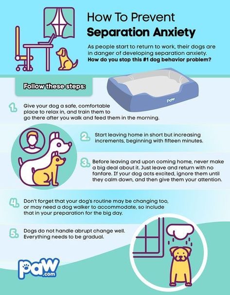 Dog Separation Tips, Puppy Schedule, Dog Infographic, Puppy Training Schedule, New Puppy Checklist, Dog Advice, Puppy Mom, Positive Dog Training, Easiest Dogs To Train