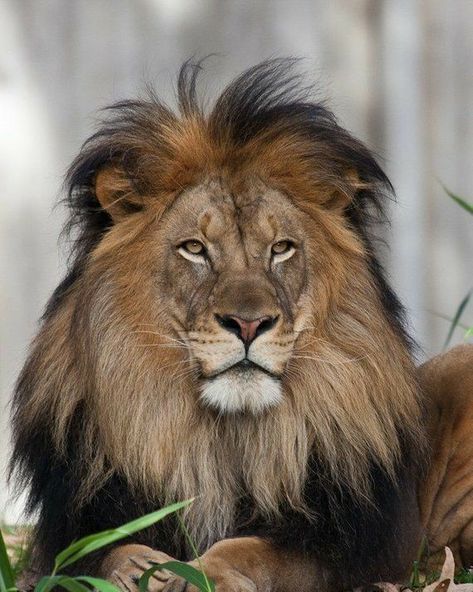 Pinterest @sweetness Lion Photography, Beautiful Lion, Lions Photos, Fine Art Portrait Photography, Lion Love, Lion Painting, Art Photography Portrait, Male Lion, Lion Images