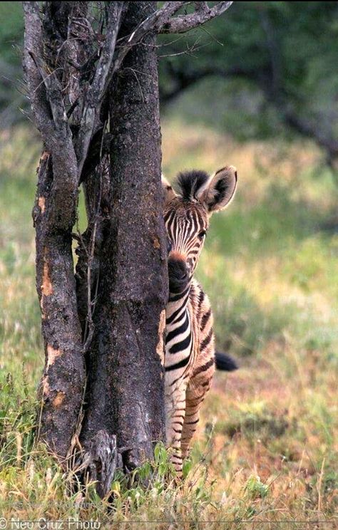 Beautiful baby zebra Baby Zebra, African Animals, Cute Animal Pictures, Sweet Animals, Animal Planet, Animal Photo, Nature Animals, Cute Little Animals, Zebras