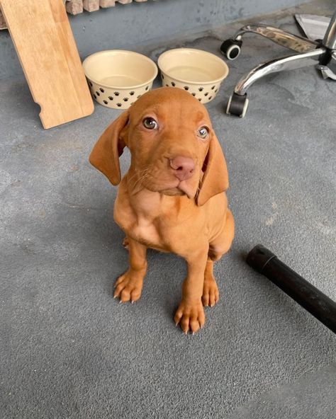 Vizsla Dog, Vizsla Dogs, Cutest Dogs, Dream Dog, Vizsla Puppy, Vizsla Puppies, Animal Friends, Guinness