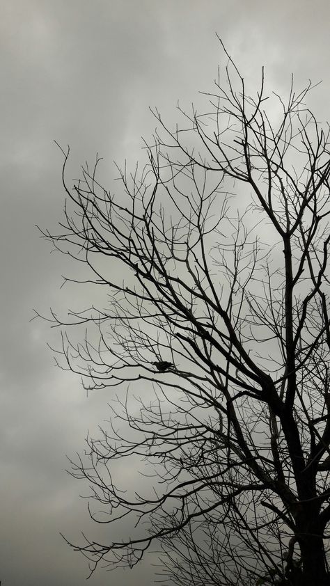 Leafless Tree, Poison Tree, Tree Wallpaper Iphone, Gray Tree, Medical Wallpaper, Dark Red Wallpaper, Beautiful Profile Pictures, Retro Wallpaper Iphone, Wallpaper Stores