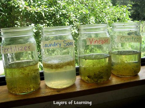 Try this algae and pollution experiment with your kids when you're studying ecology. All you need is pond water, jars, and some pollutants to add to it. Pollution Experiment, Environmental Science Projects, Environmental Science Activities, Environmental Science Lessons, Plant Experiments, Biology Experiments, Ap Environmental Science, Science Fair Ideas, Biology Labs