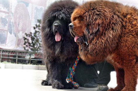 two tibetan mastiffs Tibetan Mastiff Dog, Expensive Dogs, Tibetan Mastiff, Huge Dogs, Mastiff Dogs, Giant Dogs, English Mastiff, Large Dog Breeds, Two Dogs