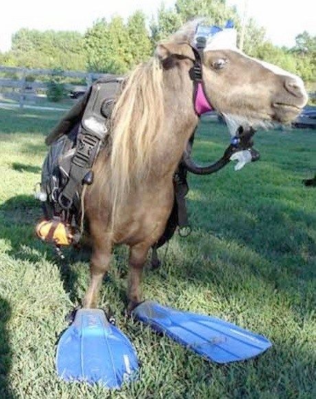 Top 10 Funny Animals in Scuba Diving Gear Funny Horse Memes, Horse Meme, Miniature Ponies, Funny Horse Pictures, Horse Jokes, Animal Captions, Horse Costumes, Horse Dress, Fantasy Horses