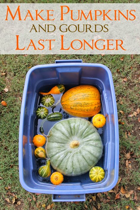 Preserving Pumpkins, Fall Gourds, Pumpkins And Gourds, Fall Pumpkin Crafts, Large Pumpkins, Cinderella Pumpkin, Diy Home Projects, Decorative Gourds, How To Make Pumpkin