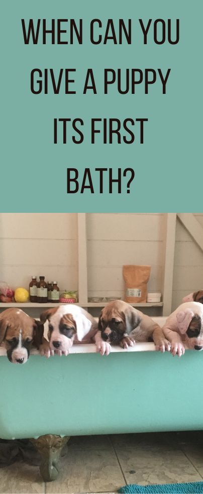 Puppy Bath Tips, When To Bathe Newborn, Newborn Puppy Care, Miniature Rottweiler, Bringing Home Puppy, Berry Ideas, Newborn Puppy, Puppy Shampoo, Teddy Bear Puppies