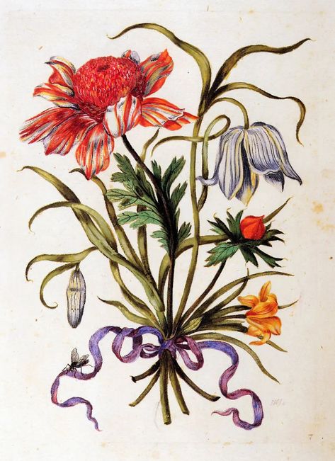 Maria Sibylla Merian. Flowers Maria Merian, Science Prints, Maria Sibylla Merian, Botanical Inspiration, Avant Garden, Nature Artists, Detailed Paintings, Illustration Botanique, Textile Texture