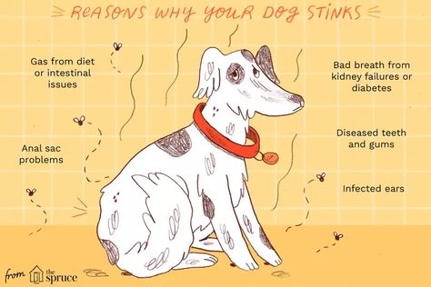 Why Does My Dog Stink? Stinky Dog, Puppy Breath, Puppies Near Me, Dog Breath, Animal Hospital, What Can I Do, Dog Health, All About Cats, Cat Pin