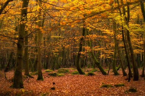 @Piclogy : Deep in the golden forest | Photography by Tommy Clark http://bit.ly/1NhpkcH Golden Ratio In Nature, Golden Forest, Forest Cottage, Breathtaking Photography, The New Forest, Enchanted Wood, Novel Inspiration, William The Conqueror, Earth Pictures