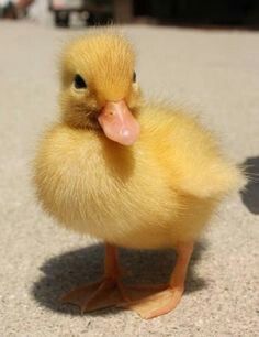 Duck Pictures, Duck And Ducklings, Pet Ducks, Cute Ducklings, Yellow Animals, Secret Language, Baby Animals Pictures, Baby Ducks, Yellow Duck