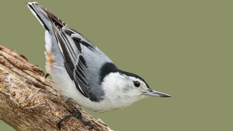 Types of Nuthatches in the United States! (4 species) - Bird Watching HQ American Backyard, American Red Squirrel, Nuthatch Bird, Backyard Birds Watching, Backyard Birds Sanctuary, Eastern Gray Squirrel, Backyard Birds Feeders, Picture References, Nuthatches