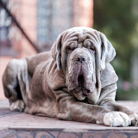 The Neapolitan Mastiff is another huge Italian breed, with males weighing up to 150 pounds, according to the AKC. The Neapolitan dates all the way back to ancient Rome, and they've been loyal guard dogs ever since. Very Big Dog, Quiet Dog Breeds, Mastiff Dog Breeds, Italian Dogs, Dog Growling, Wrinkly Dog, Mastiff Breeds, Neapolitan Mastiffs, French Mastiff