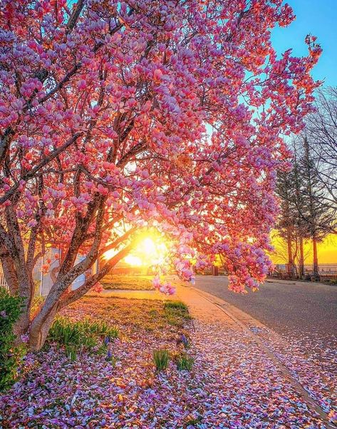 Sunrise Spring, Spring Pictures, Scenery Background, Morning Sky, Pretty Landscapes, Spring Wallpaper, Pink Trees, Good Morning Picture, Autumn Scenery