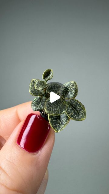 Astrid Wilk on Instagram: "Make my tiny Jewel Orchid - petola macodes with me. First I build the leaf pattern out of different colored polymer clay, then the cane is reduced to a few millimeters in diameter in order to cut tiny slices, which, with a lot of patience, turn into tiny leaves ✨ The first cane was a color fail. After baking the complete contrast was gone. I made several color samples for the next try and the pattern was still lost. So again. On the next try I mixed the colors brighter, the result was better, but not as I imagined. I rethought my entire color concept and started again from scratch. The effort was worth it and the finished mini plant is my favorite this year. All parts are handmade by me ✨🌵🌴 #tinyplantsonshelves #astridwilkdiy #polymerclaycane #polymerclaycane Jewel Orchid, Polymer Canes, Color Concept, Mini Plant, Polymer Clay Cane, Mini Plants, Me First, The Leaf, Plant Shelves